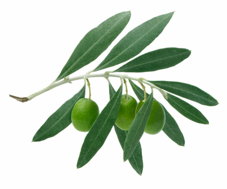Olives make Oleanolic Acid Leo-HB®