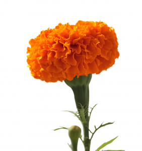 Marigolds are what makes Cold Water Dispersible Powder Lutein LEO-HB®